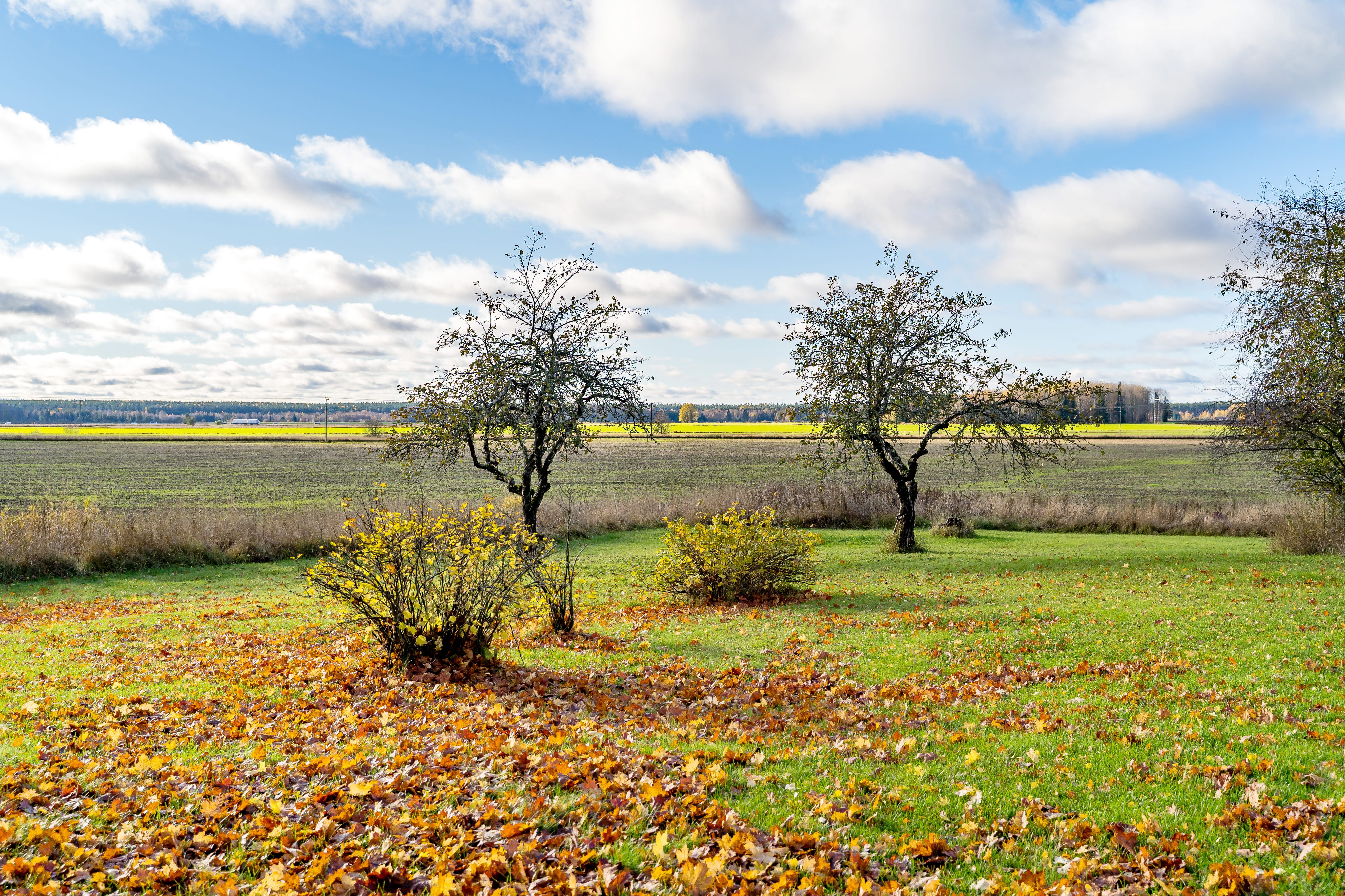 A large green field with trees in the background