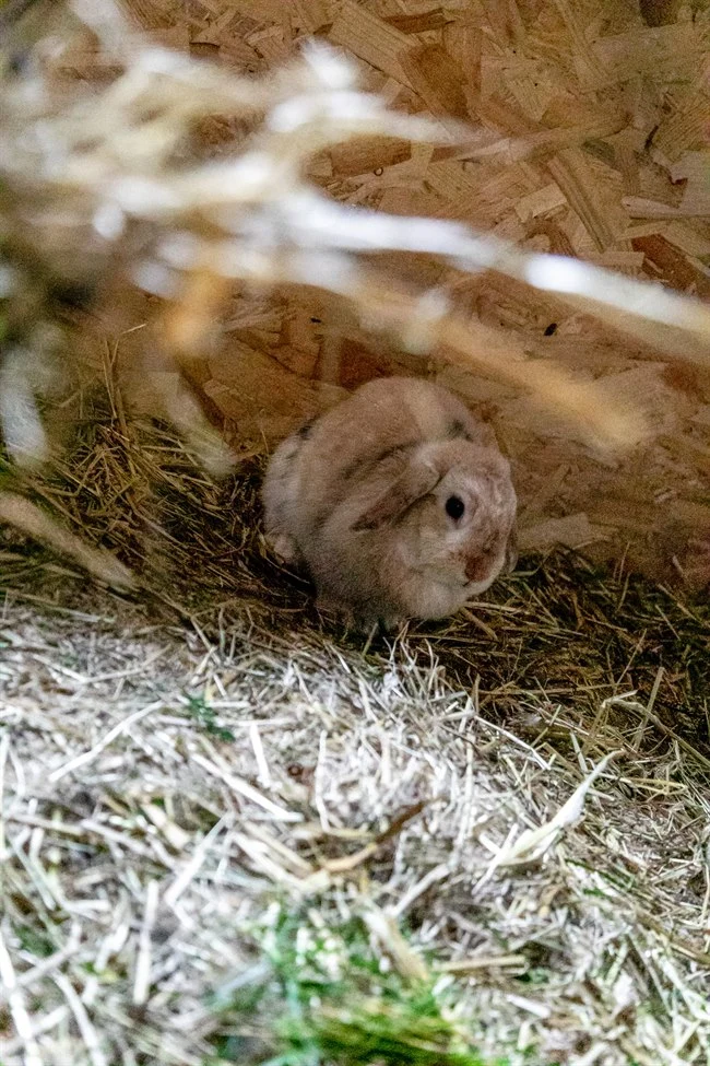 A pile of hay