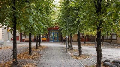 A path with trees on the side of the street