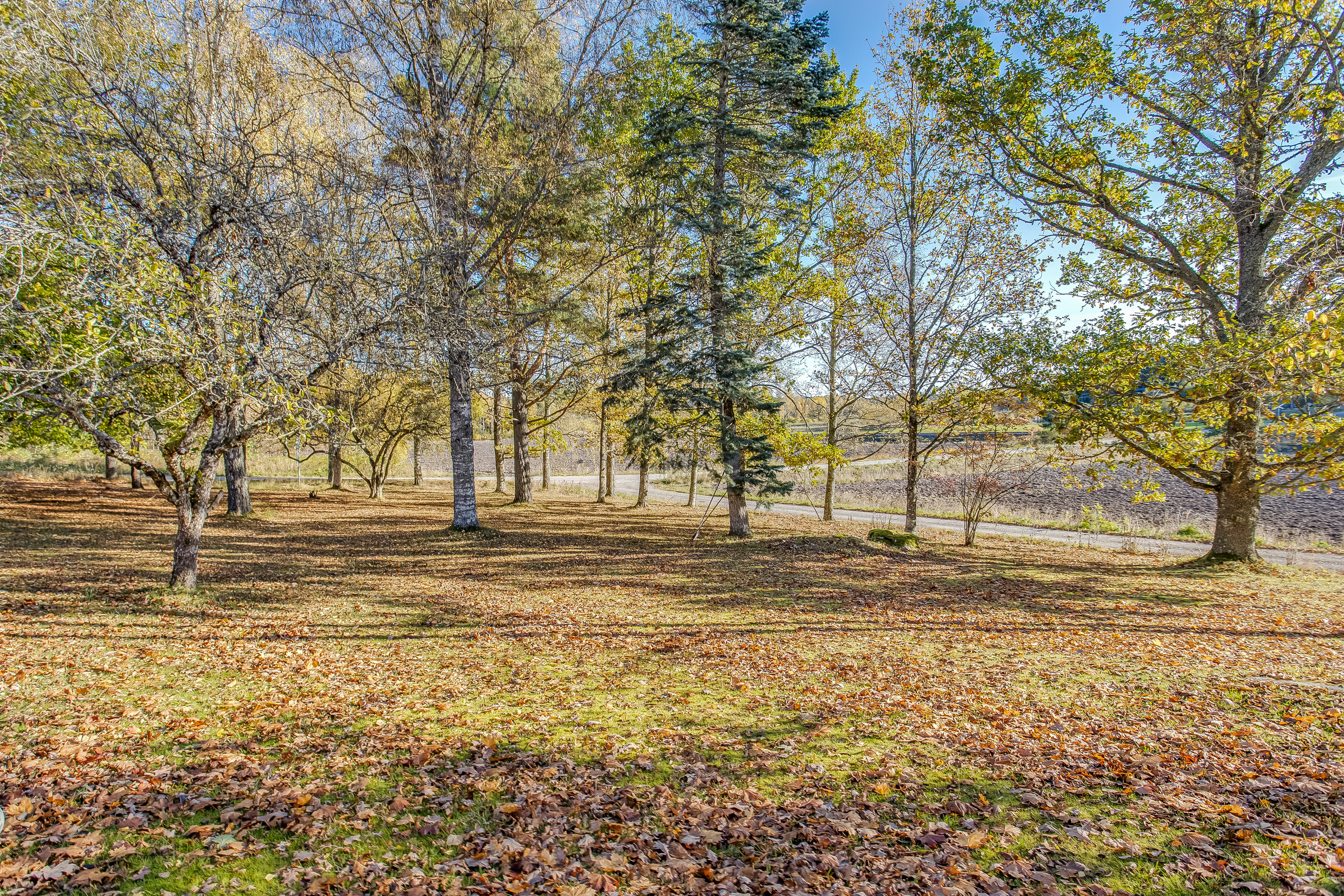A tree in a grassy area