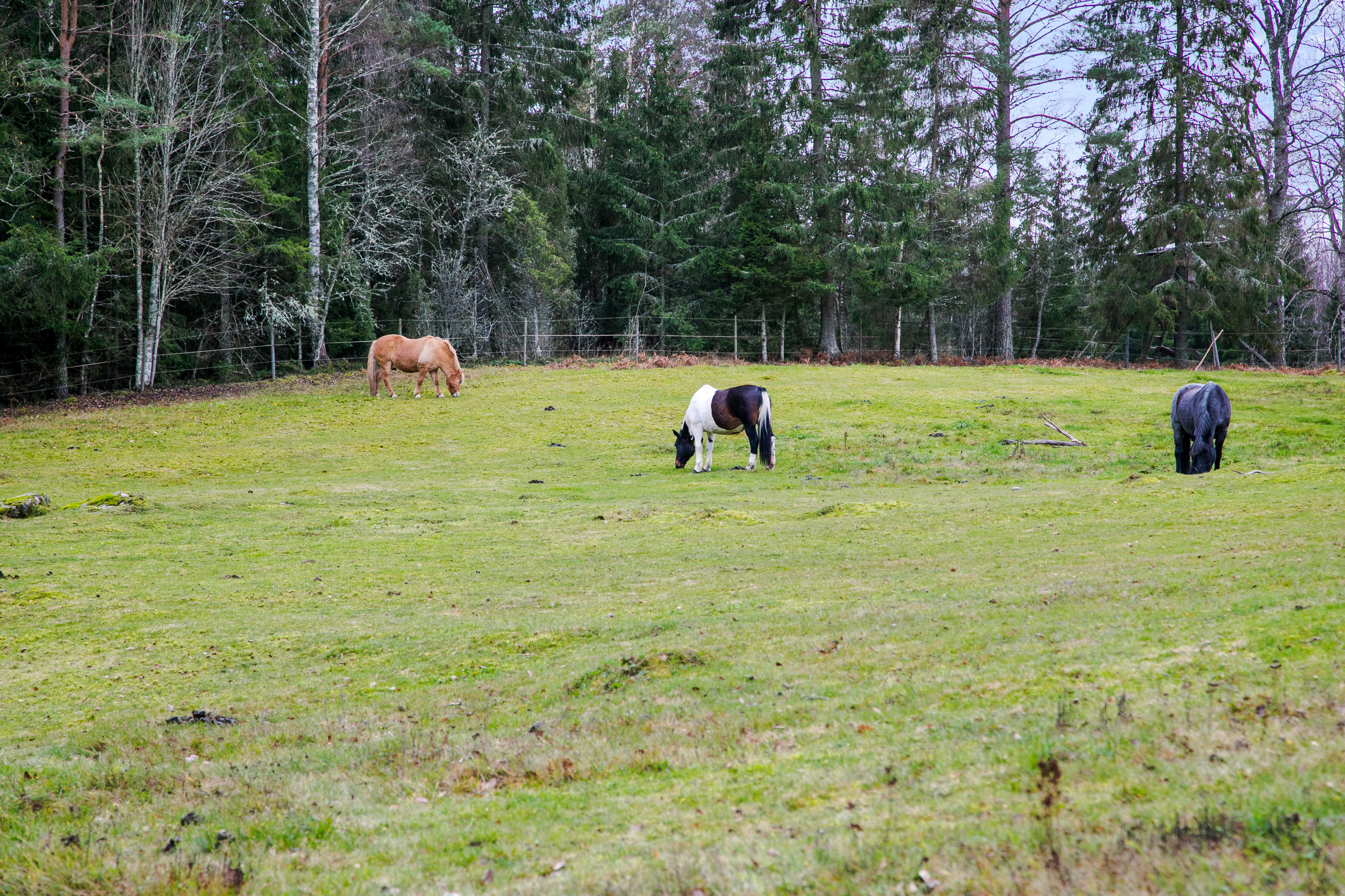 A group of cattle grazing on a lush green field