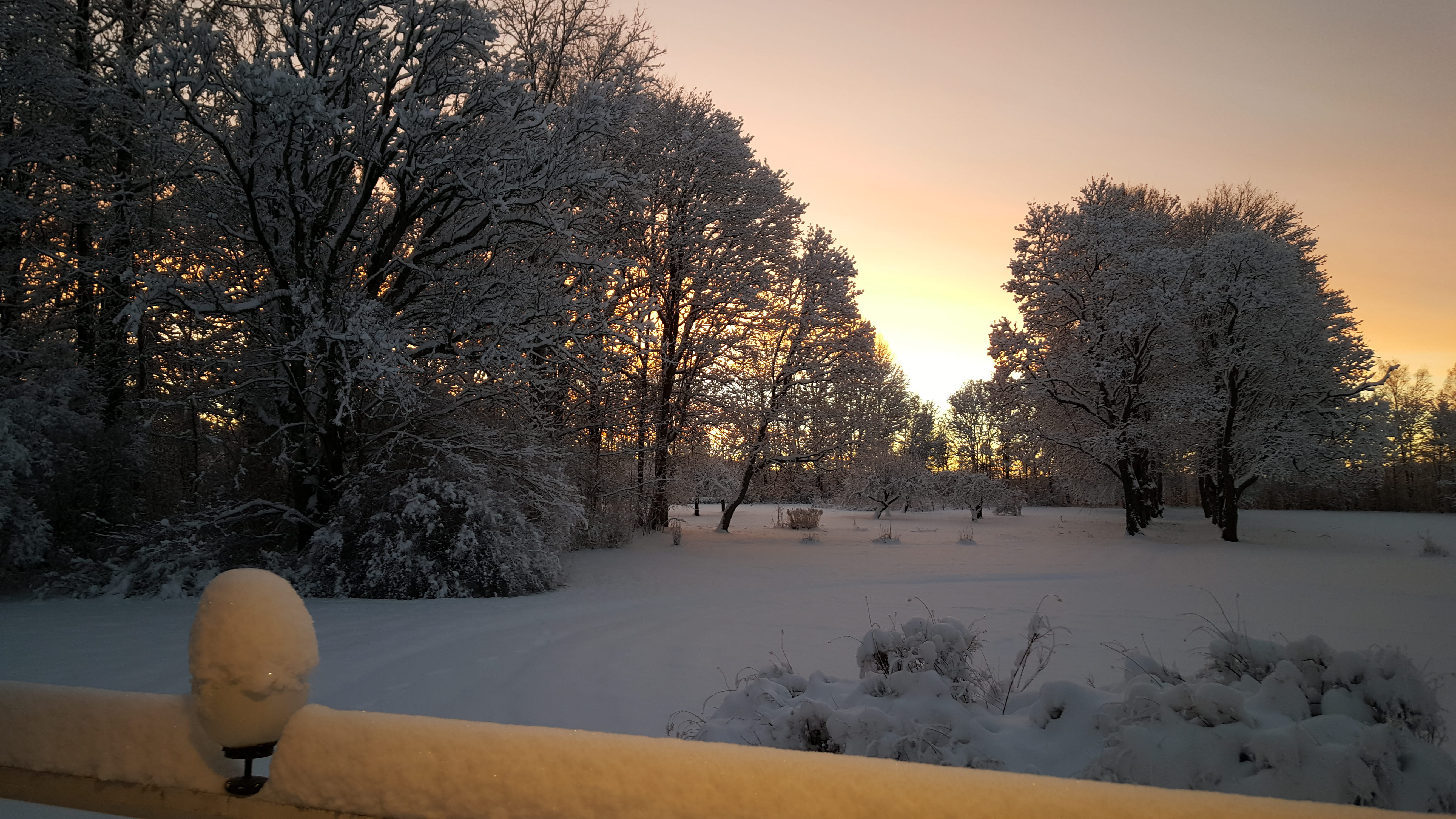 A tree with snow on the ground