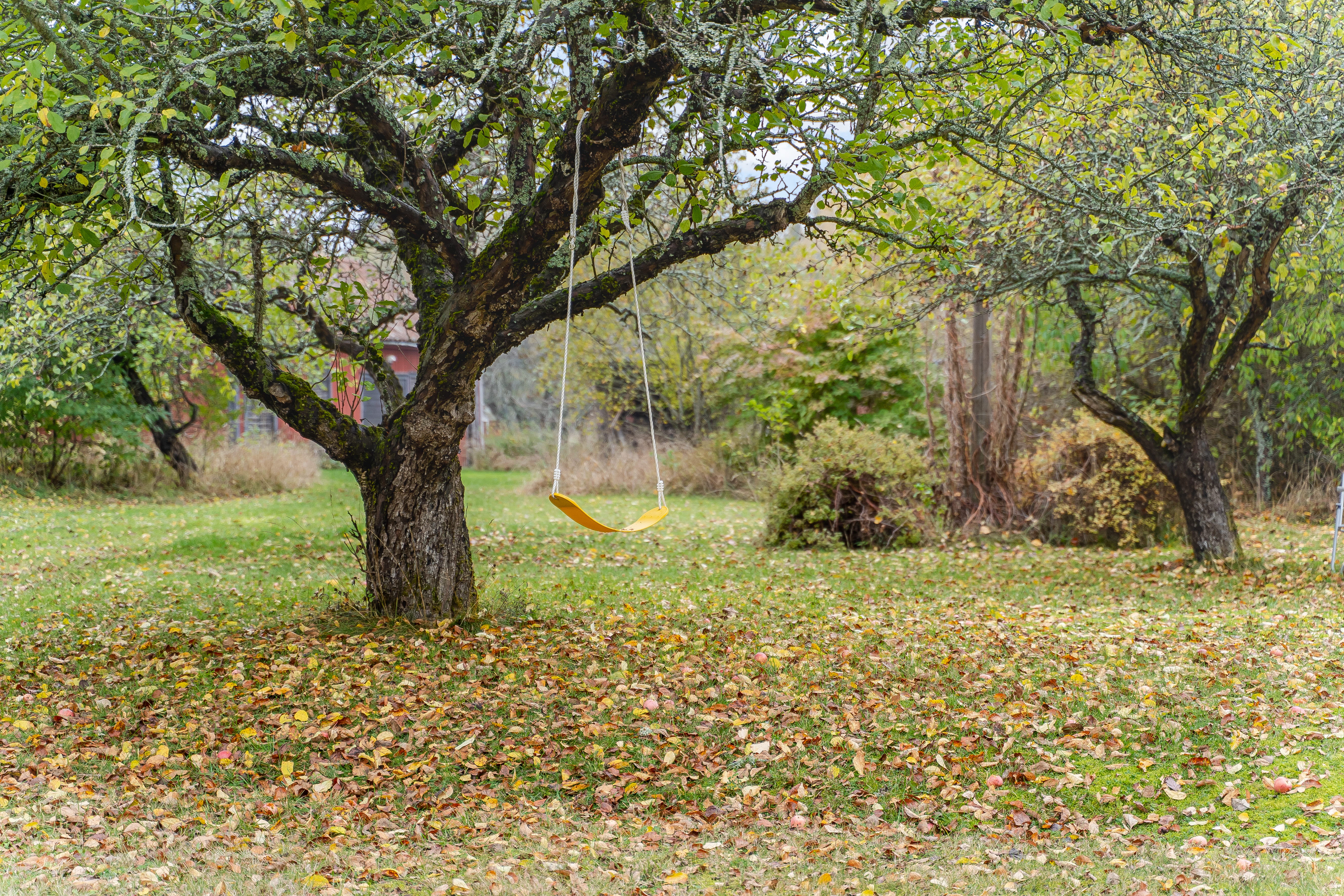 A tree in a grassy field