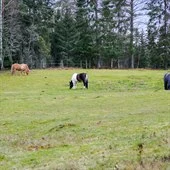 A group of cattle grazing on a lush green field