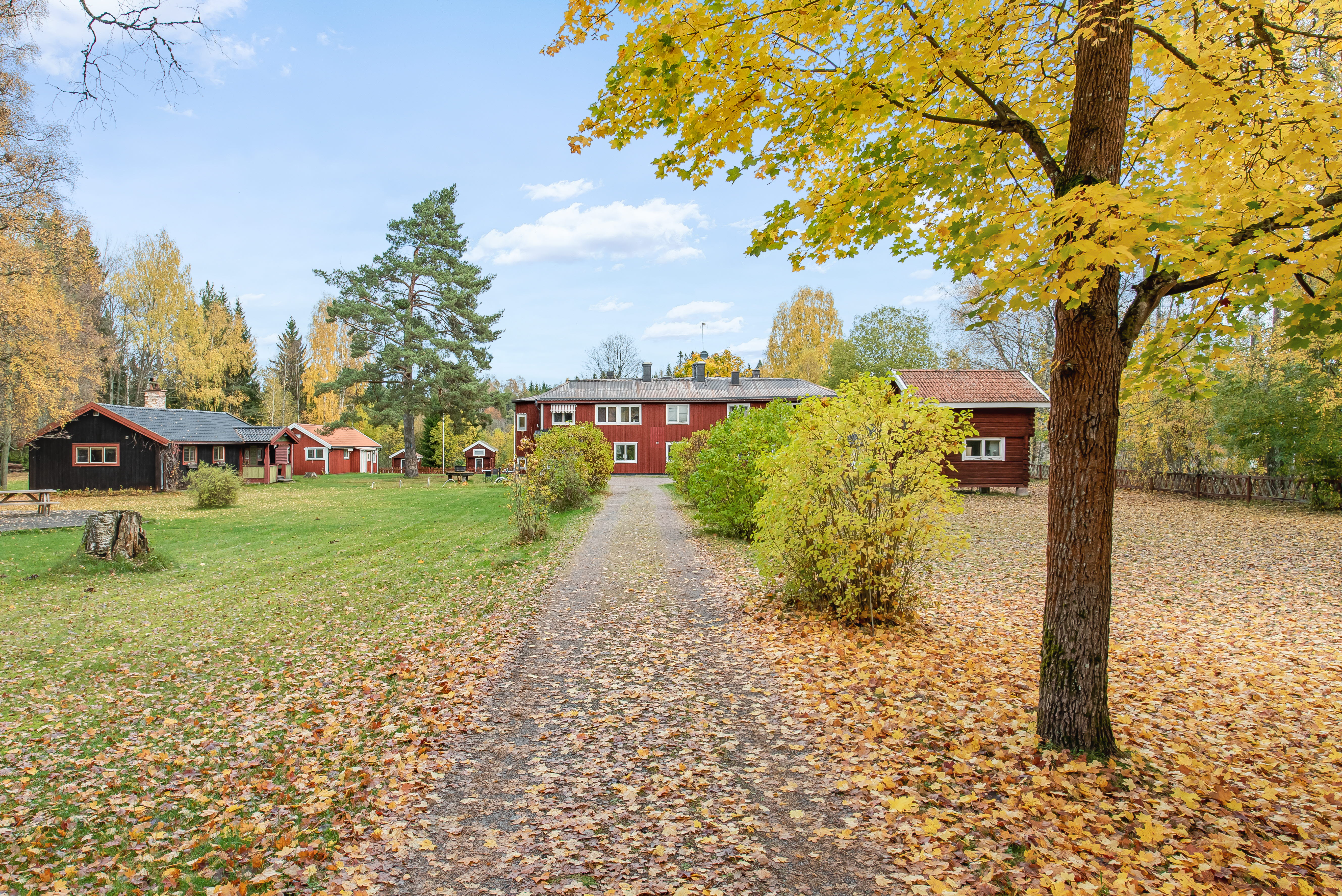 A path with trees on the side of a dirt road