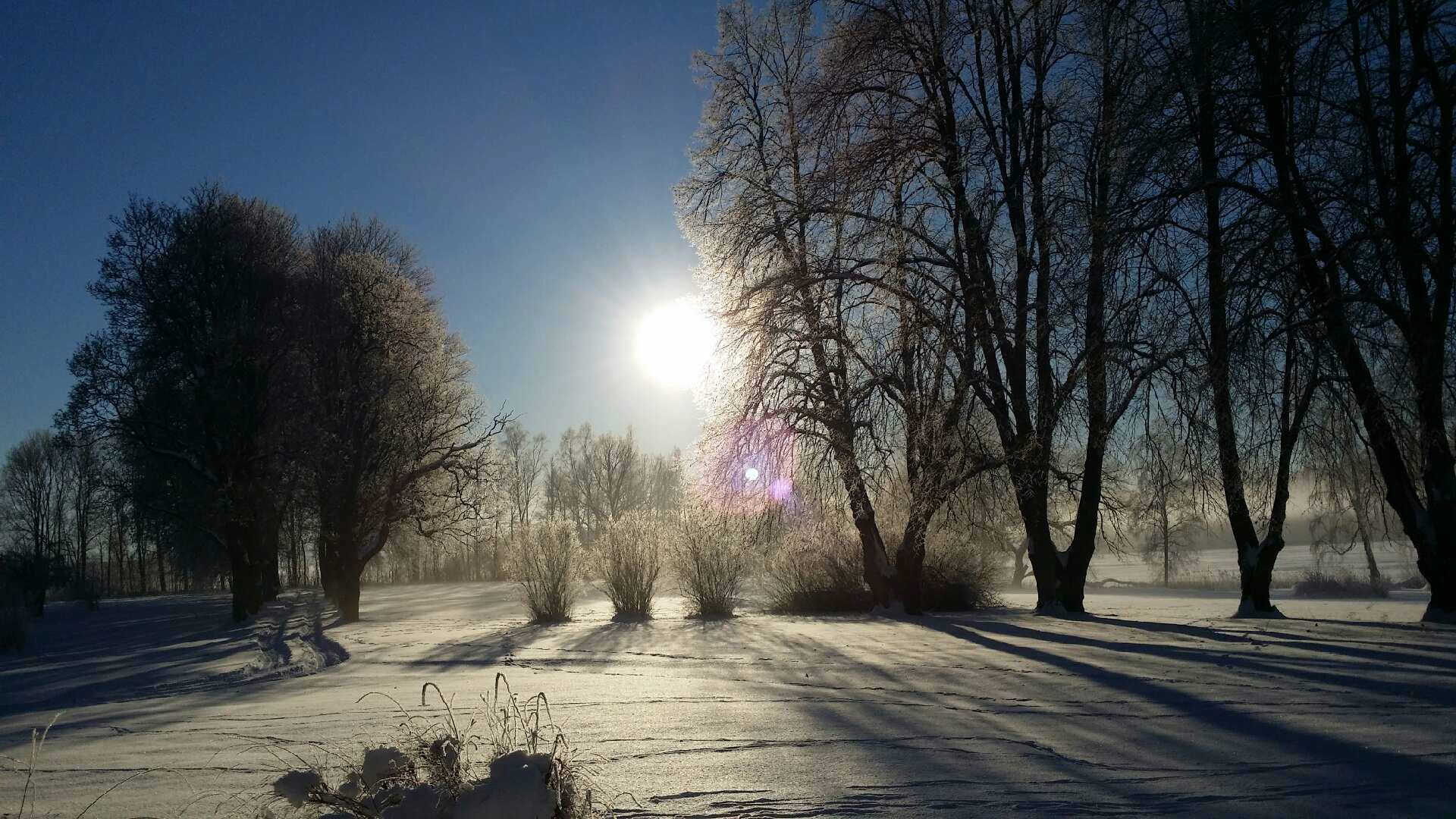 A path with trees on the side of the street