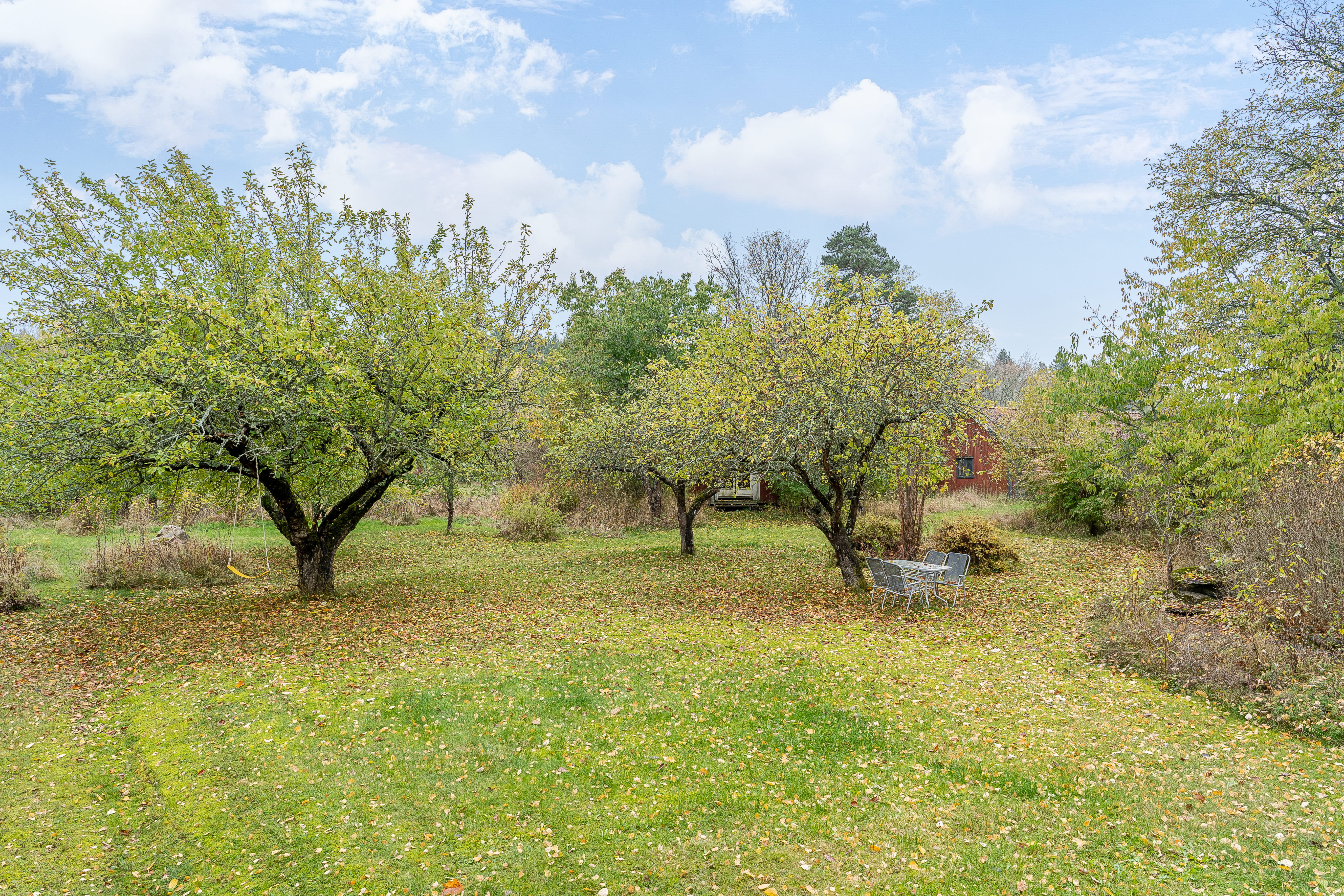 A tree in a grassy field