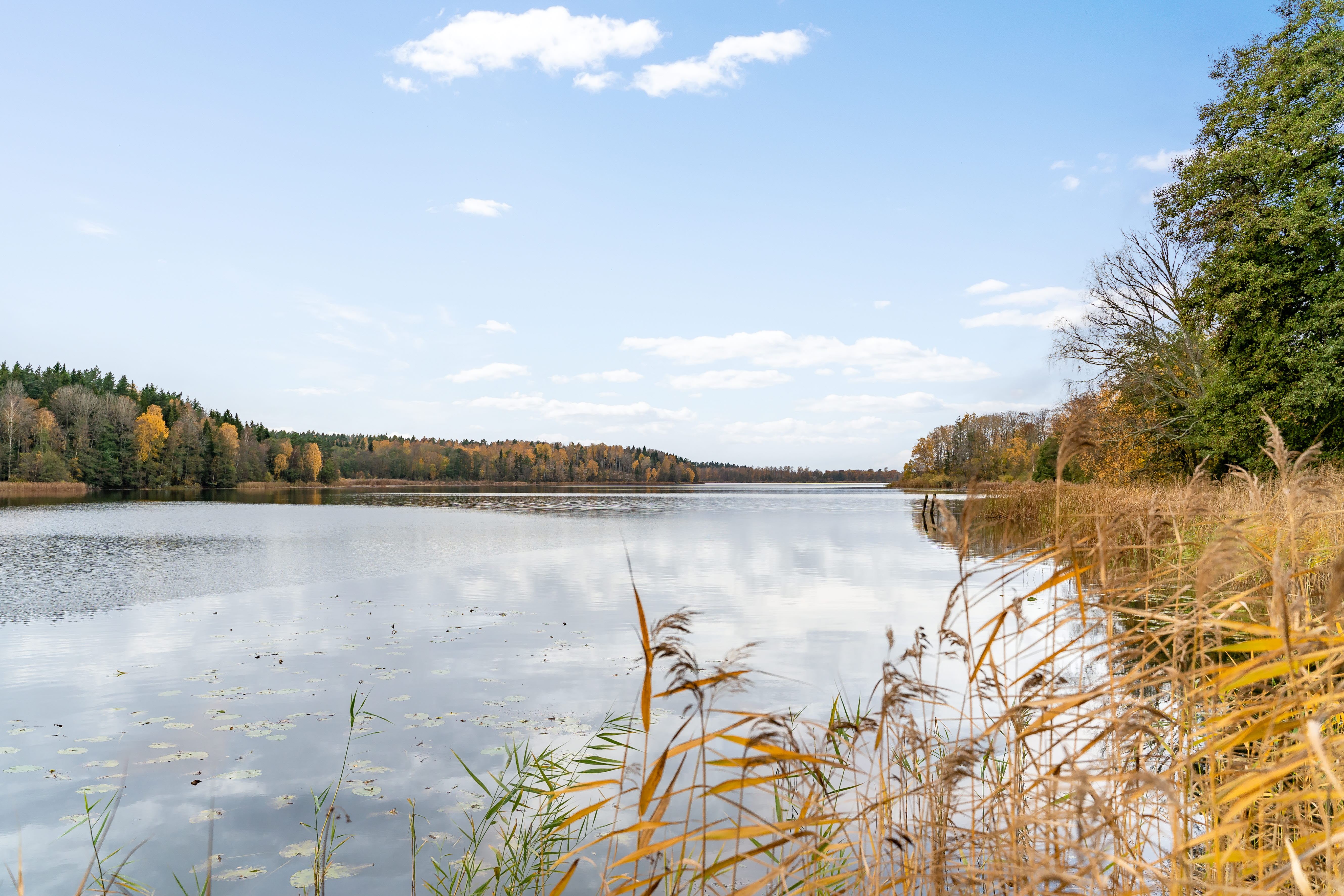 A body of water surrounded by trees